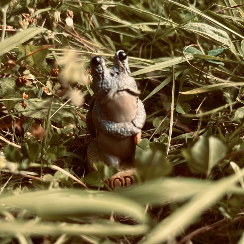Brown Shelled Dodmen